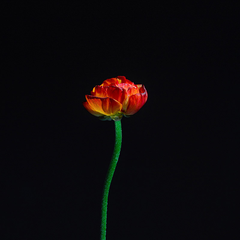 A tulip blooming